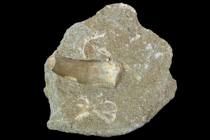 Bargain, Fossil Plesiosaur (Zarafasaura) Tooth In Rock - Morocco #102090
